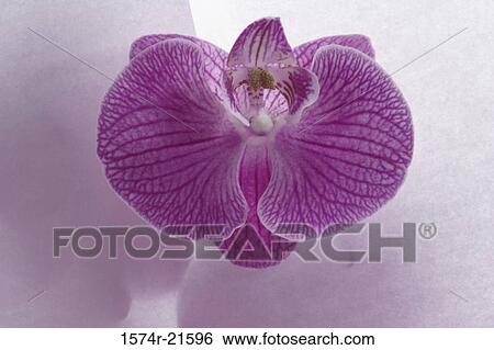 Close-up of an orchid flower View Large Photo Image Stock Photograph - Close-up of an orchid flower. Fotosearch