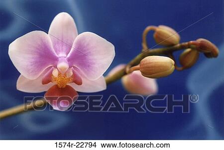Picture - Close-up of an orchid. Fotosearch