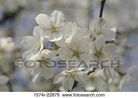 Close-up of apple blossom flowers View Large Photo Image Stock Photo - Close-up of apple blossom flowers. Fotosearch