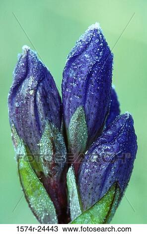 Close-up of Blue Gentian flowers, Olallie Lake Scenic Area, Oregon, USA (Gentiana crinita) View Large Photo Image Stock Image - Close-up of Blue Gentian flowers, Olallie Lake Scenic Area, Oregon, USA (Gentiana crinita). Fotosearch