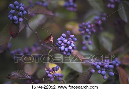 Stock Image - Close-up of blueberries. Fotosearch