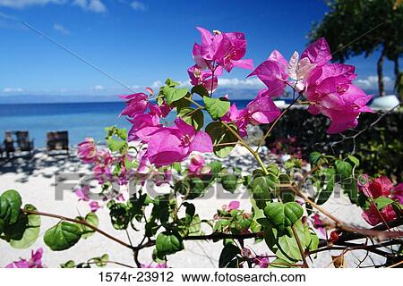Close-up of bougainvillea on the beach, Philippines View Large Photo Image Stock Image - Close-up of bougainvillea on the beach, Philippines. Fotosearch