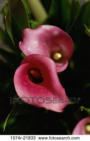 Close-up of calla lilies View Large Photo Image Stock Image - Close-up of calla lilies. Fotosearch