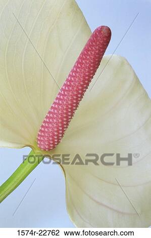 Close-up of calla lily View Large Photo Image Stock Image - Close-up of calla lily. Fotosearch