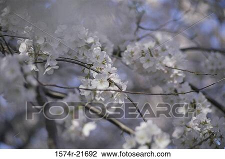 Close-up of cherry blossom flowers View Large Photo Image Stock Image - Close-up of cherry blossom flowers. Fotosearch