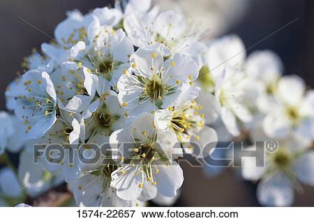 Close-up of Cherry Blossom flowers View Large Photo Image Stock Photo - Close-up of Cherry Blossom flowers. Fotosearch