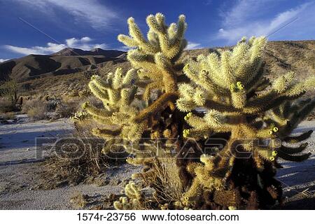 Close-up of Cholla cactus on a landscape, Anza Borrego Desert State Park, California, USA View Large Photo Image Stock Photograph - Close-up of Cholla cactus on a landscape, Anza Borrego Desert State Park, California, USA. Fotosearch