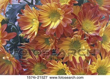 Close-up of chrysanthemums View Large Photo Image Stock Photo - Close-up of chrysanthemums. Fotosearch