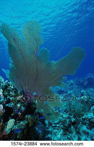 Close-up of coral in the sea View Large Photo Image Picture - Close-up of coral in the sea. Fotosearch