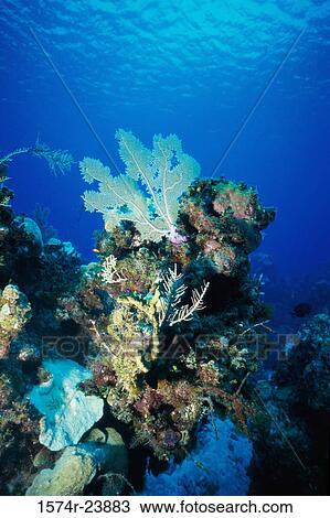 Close-up of coral in the sea View Large Photo Image Stock Image - Close-up of coral in the sea. Fotosearch