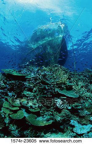 Close-up of coral reefs growing underwater View Large Photo Image Stock Photography - Close-up of coral reefs growing underwater. Fotosearch