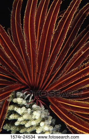 Close-up of coral underwater View Large Photo Image Picture - Close-up of coral underwater. Fotosearch