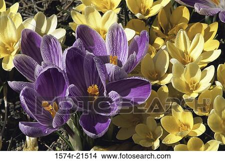 Close-up of crocus flowers View Large Photo Image Picture - Close-up of crocus flowers. Fotosearch