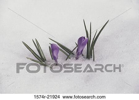 Close-up of crocuses in snow View Large Photo Image Picture - Close-up of crocuses in snow. Fotosearch