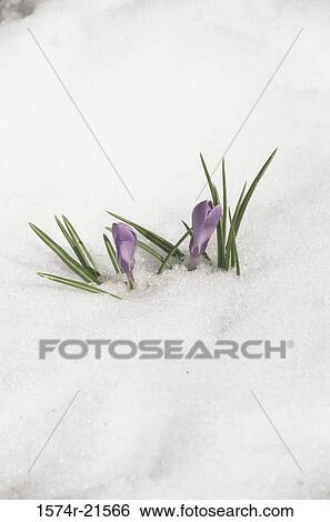 Close-up of crocuses in snow View Large Photo Image Stock Photograph - Close-up of crocuses in snow. Fotosearch