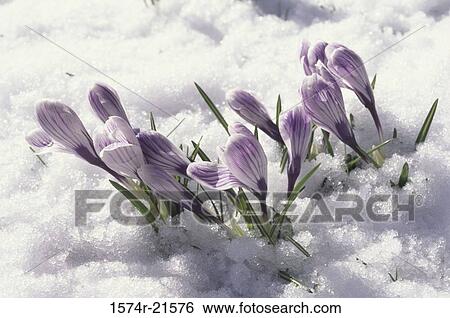 Stock Photograph - Close-up of crocuses in snow. Fotosearch