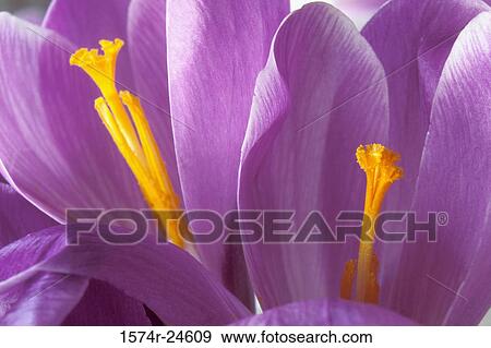 Close-up of crocuses View Large Photo Image Stock Photo - Close-up of crocuses. Fotosearch