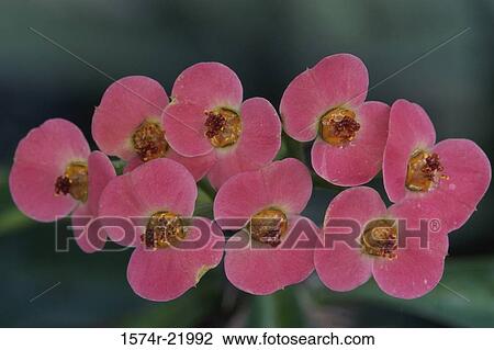 Close-up of Crown-of-Thorns flowers View Large Photo Image Stock Image - Close-up of Crown-of-Thorns flowers. Fotosearch