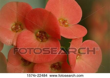 Close-up of Crown of Thorns View Large Photo Image Picture - Close-up of Crown of Thorns. Fotosearch
