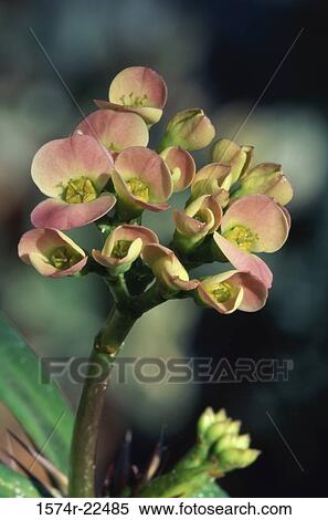 Stock Photography - Close-up of Crown of Thorns. Fotosearch