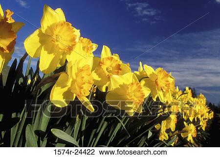Close-up of daffodils in a garden View Large Photo Image Stock Image - Close-up of daffodils in a garden. Fotosearch