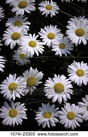 Close-up of daisies View Large Photo Image Stock Image - Close-up of daisies. Fotosearch
