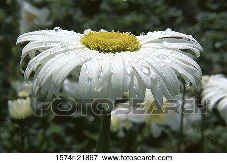 Close-up of daisies View Large Photo Image Stock Photo - Close-up of daisies. Fotosearch