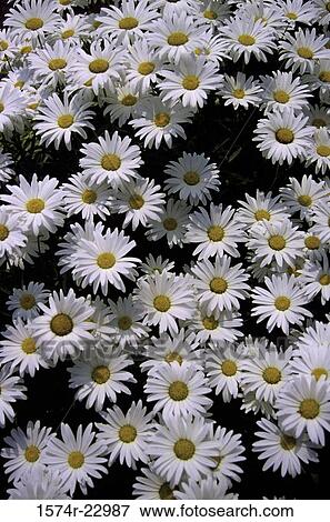 Close-up of daisies View Large Photo Image Stock Photo - Close-up of daisies. Fotosearch