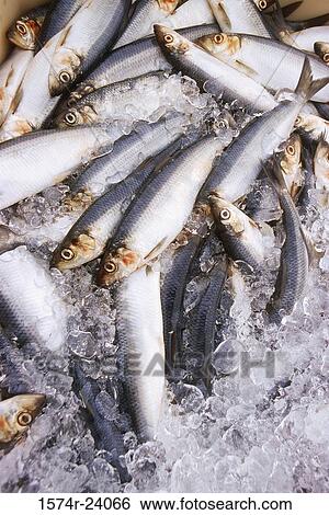 Close-up of dead herring View Large Photo Image Stock Photograph - Close-up of dead herring. Fotosearch