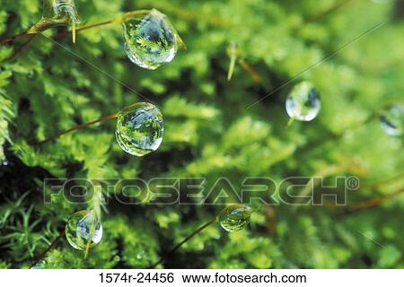 Close-up of dew drops on the leaves of a moss tree, Bothe-Napa Valley State Park, Napa Valley, California, USA View Large Photo Image Stock Photograph - Close-up of dew drops on the leaves of a moss tree, Bothe-Napa Valley State Park, Napa Valley, California, USA. Fotosearch