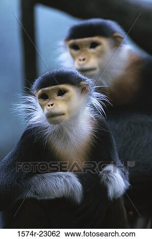 Close-up of Douc Langurs View Large Photo Image Stock Image - Close-up of Douc Langurs. Fotosearch