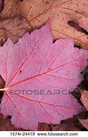 Close-up of dry sugar maple leaves (Acer saccharum) View Large Photo Image Stock Photo - Close-up of dry sugar maple leaves (Acer saccharum). Fotosearch