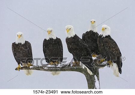 Stock Image - Close-up of five Bald Eagles perching on a branch (Haliaeetus leucocephalus). Fotosearch