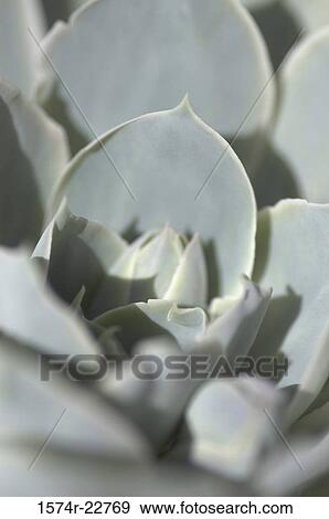 Close-up of flower buds View Large Photo Image Stock Photo - Close-up of flower buds. Fotosearch