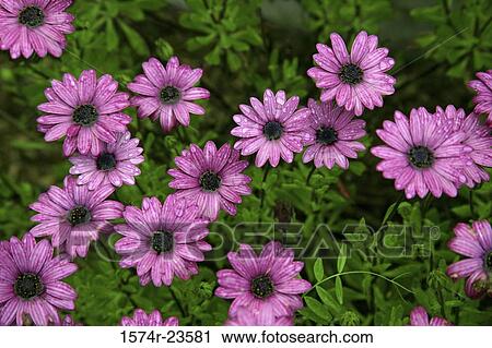 Close-up of flowers View Large Photo Image Stock Image - Close-up of flowers. Fotosearch