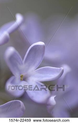 Close-up of flowers View Large Photo Image Stock Photo - Close-up of flowers. Fotosearch