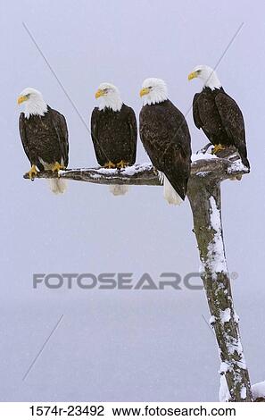 Stock Image - Close-up of four Bald Eagles perching on a branch (Haliaeetus leucocephalus). Fotosearch