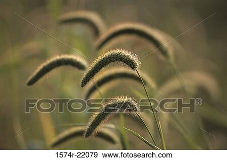 Stock Photo - Close-up of Foxtail Barley plants (Hordeum Jubatum). Fotosearch