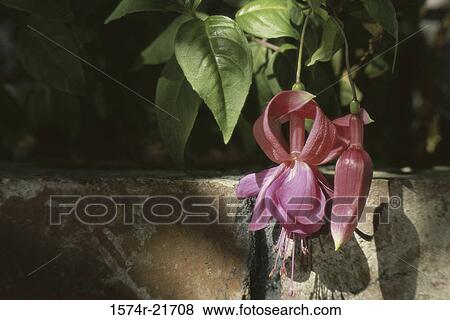 Stock Photo - Close-up of fuchsia flowers. Fotosearch