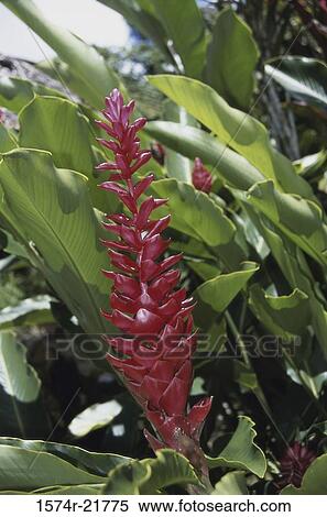 Close-up of Ginger Lily View Large Photo Image Stock Photography - Close-up of Ginger Lily. Fotosearch