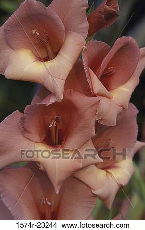 Close-up of gladiola View Large Photo Image Picture - Close-up of gladiola. Fotosearch