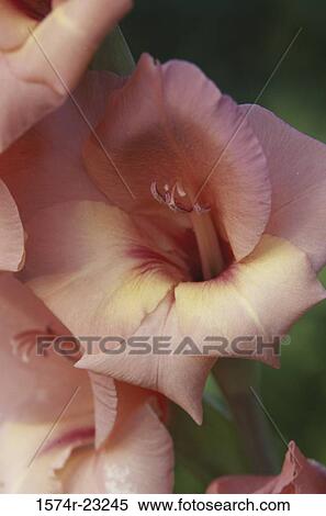 Close-up of gladiola View Large Photo Image Stock Photography - Close-up of gladiola. Fotosearch