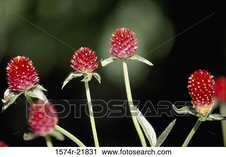 Close-up of Globe Amaranth flowers View Large Photo Image Stock Image - Close-up of Globe Amaranth flowers. Fotosearch