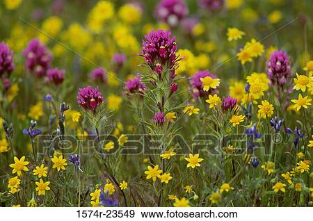 Close-up of goldfields (Lasthenia californica) and owl's clover(Orthocarpus purpurascens), Antelope Valley, California, USA View Large Photo Image Stock Photo - Close-up of goldfields (Lasthenia californica) and owl's clover(Orthocarpus purpurascens), Antelope Valley, California, USA. Fotosearch