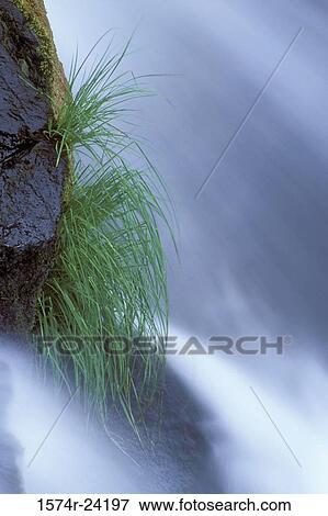 Stock Photo - Close-up of grass on a rock. Fotosearch