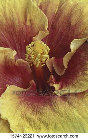 Stock Image - Close-up of Hibiscus. Fotosearch