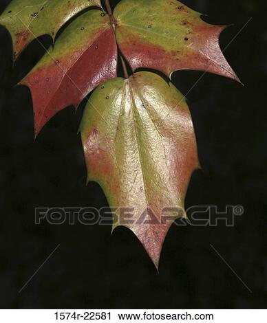 Close-up of holly plant View Large Photo Image Stock Image - Close-up of holly plant. Fotosearch