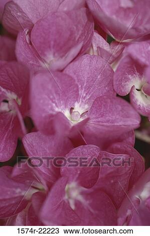 Stock Image - Close-up of hydrangea flowers. Fotosearch