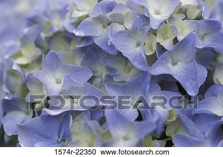 Close-up of hydrangea flowers View Large Photo Image Stock Image - Close-up of hydrangea flowers. Fotosearch