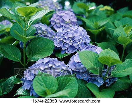 Close-up of hydrangea flowers View Large Photo Image Stock Image - Close-up of hydrangea flowers. Fotosearch
